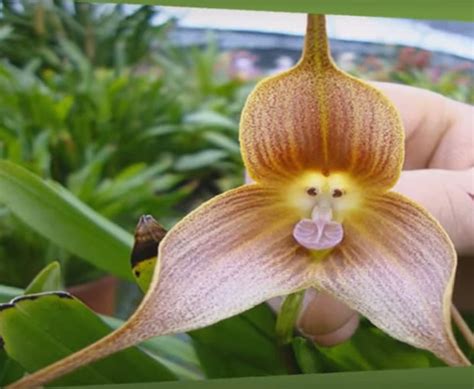 This Unique Orchid Looks Like It Has Adorable Monkey Faces For Flowers