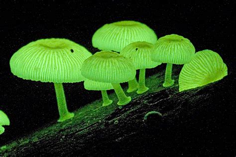 10 Amazing Bioluminescent Organisms