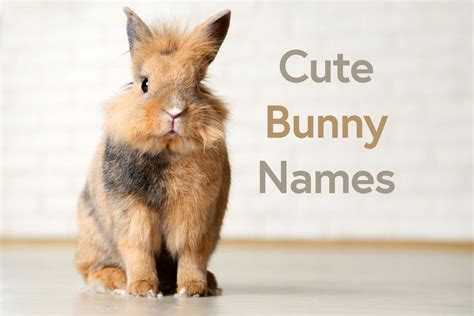 Cute Bunny Names: 100+ Best Rabbit Name Ideas - My House Rabbit