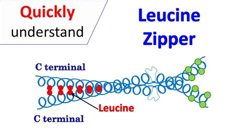 Leucine zipper motif - YouTube