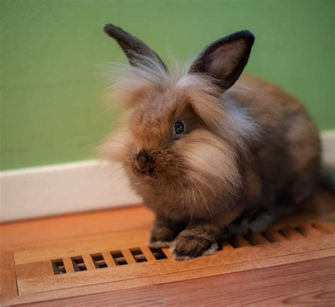 The Lionhead Rabbit - Complete Guide & Top Facts