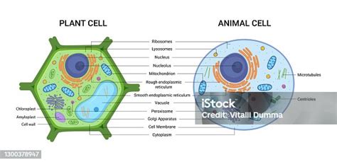 Simple Animal Cell Structure