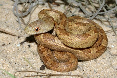 Eastern Ratsnake – Florida Snake ID Guide