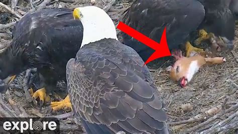 Eagle Gallery: american bald eagle diet