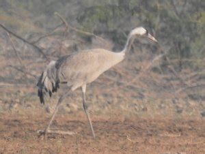 Common Crane | BirdForum