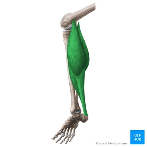 Triceps surae: Attachments, innervation, function | Kenhub