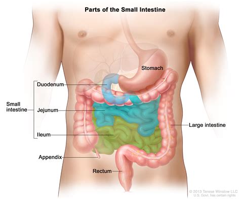 Small Intestine Cancer Treatment - NCI