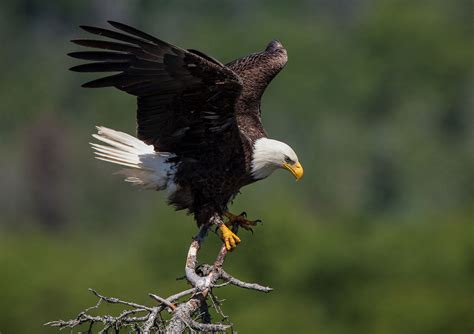 Eagle Symbolism: Guide To Their Spiritual Meaning | Simply Symbolism