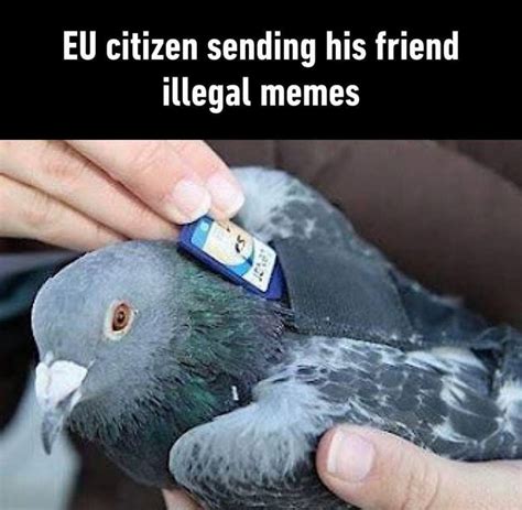 Pigeons send memes – American Intelligence Media