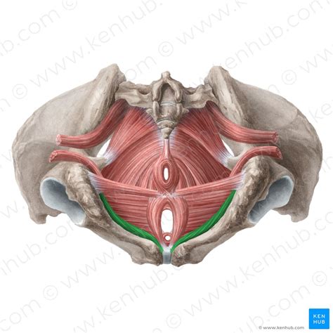 Muscles of the pelvic floor: Anatomy and function | Kenhub