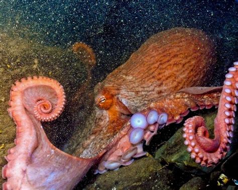 Giant Pacific Octopus Facts — SeaDoc Society