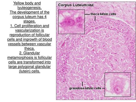 PPT - Histology of female reproductive system PowerPoint Presentation ...