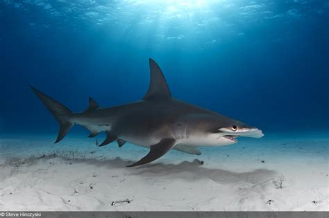 Photographing the Great Hammerhead