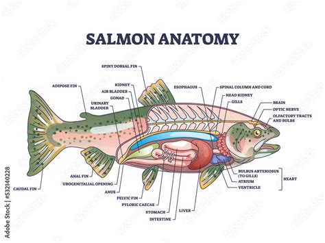 Salmon fish anatomy with biological inner structure and organ parts ...