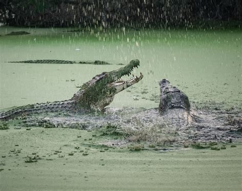 Saltwater Crocodile Habitat Map