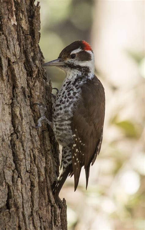 Arizona Woodpecker | Bird | Laura Erickson's For the Birds