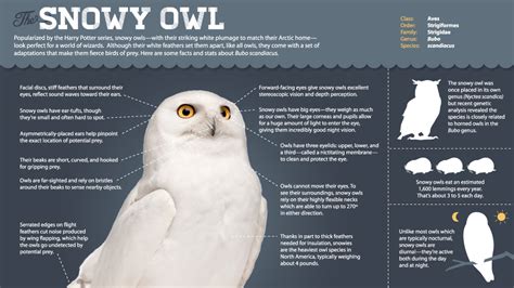 Magic of the Snowy Owl | Infographic: All About Snowy Owls | Nature | PBS