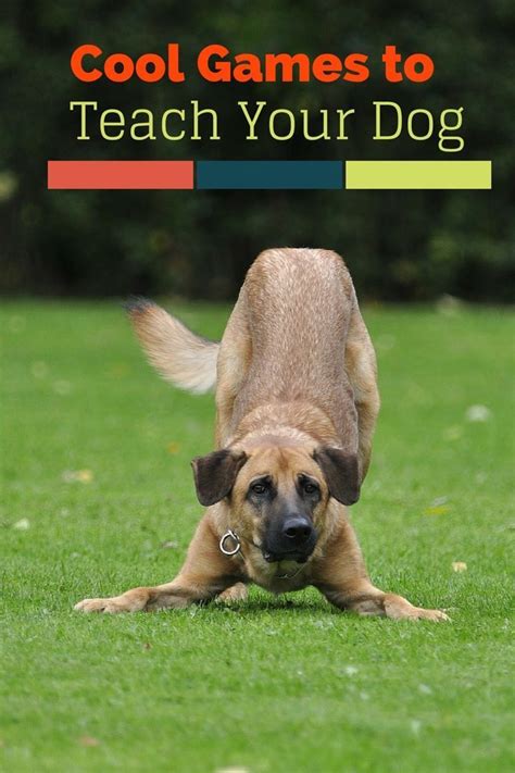 Five Cool Games You Can Teach Your Dog- DogVills | Dog training tips ...