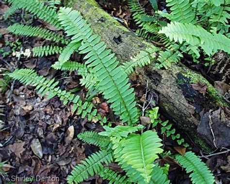 12 best Native Florida Ferns images on Pinterest | Ferns, Florida and ...