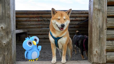 Dog's day out, Blue Bird replaced by Doge