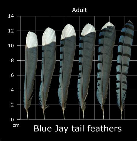 Jay Feather