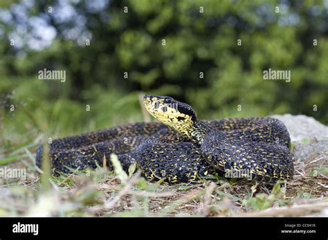 RED SPOTTED PIT VIPER. Trimeresurus jerdonii. Venomous. Jerdon's Viper ...