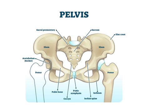 Ischial Bursitis - Sports Medicine Information