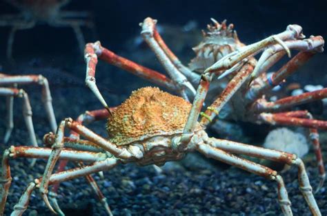 Fighting crabs - Free Stock Photo by Jon Estes on Stockvault.net