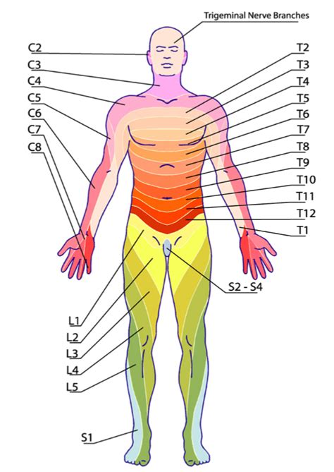 Referred Pain - Glebe Physio