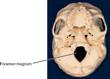 Foramen Magnum Anatomy