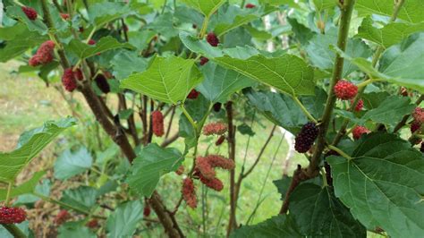 BEAUTIFUL WORLD: MULBERRY PLANT