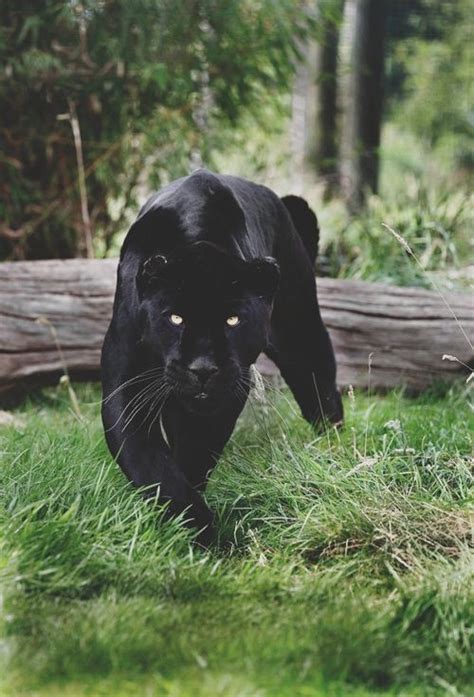 Black Panther stalking its Prey | NaturalWorld | Pinterest | Dark ...