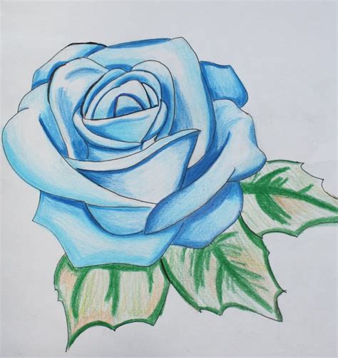 38 best ideas for coloring | Flower Rose Drawing