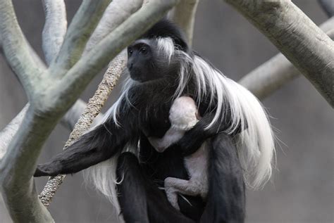 chi-130320-angolan-colobus-monkey-baby-pictures 2.048×1.371 Pixel ...