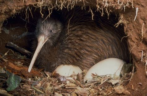 Southern kiwi and eggs | Zoology, Division of Birds | Kiwi bird egg ...