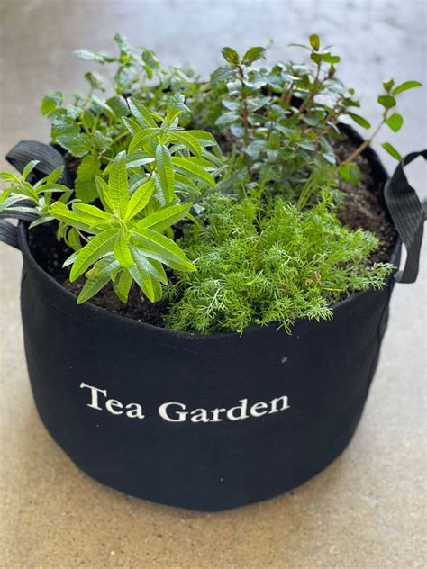 Tea Garden Kit with Live Plants – Garden Inspired Living