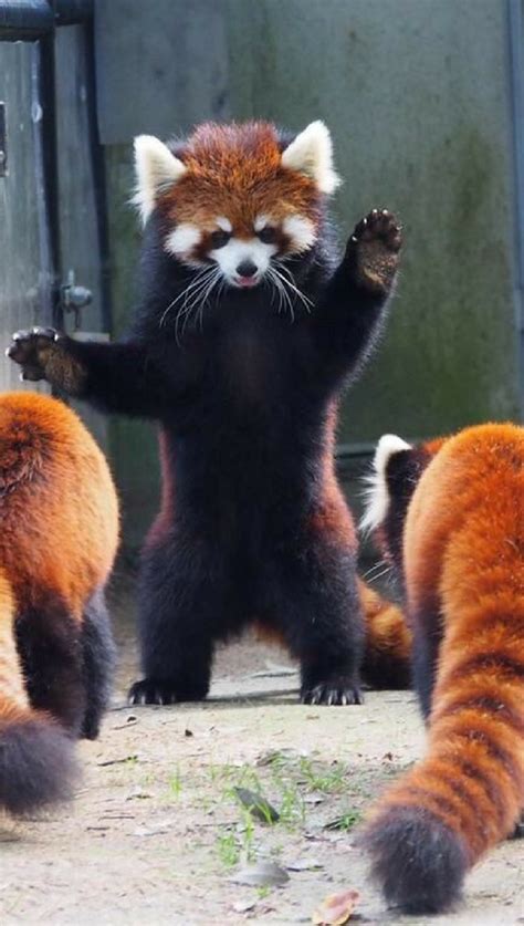 Red pandas playing. I love this photograph! | Red panda cute, Panda ...