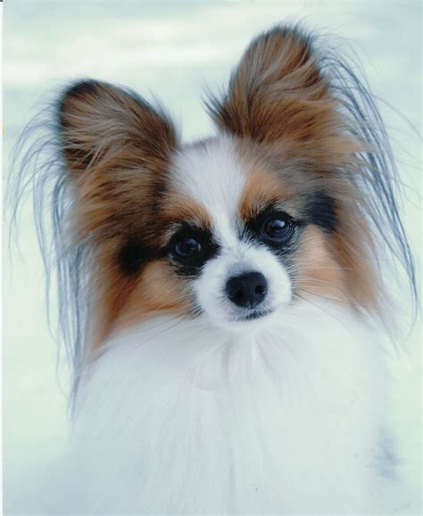 Dog Breed Directory: Papillon Dog Breed