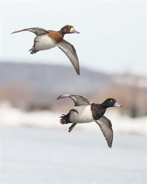 Waterfowl Migration (very pic heavy) | Refuge Forums