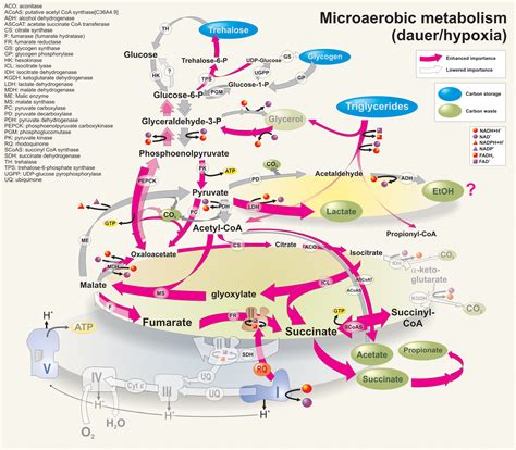 Biochemistry carbohydrate and metabolism ppt presentation ...