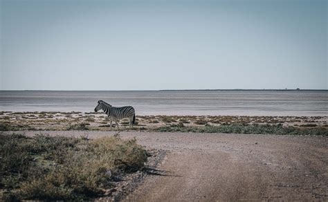 Staying In Etosha Safari Camp In Etosha National Park, Namibia | Drink ...