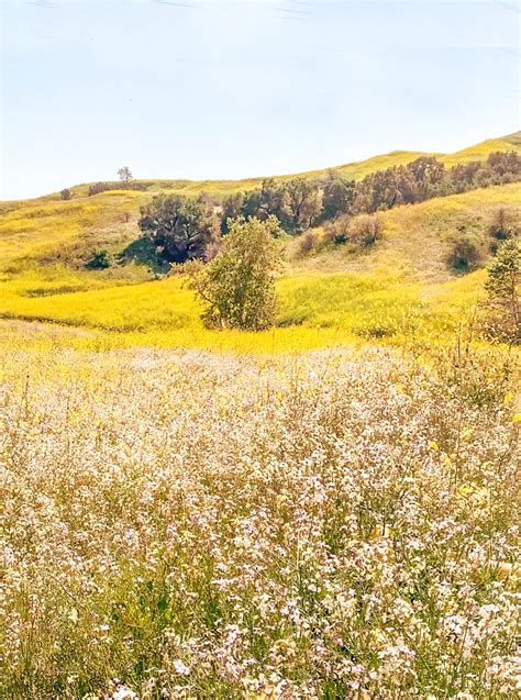 How to See the Chino Hills State Park Wildflowers (Mustard Blooms ...