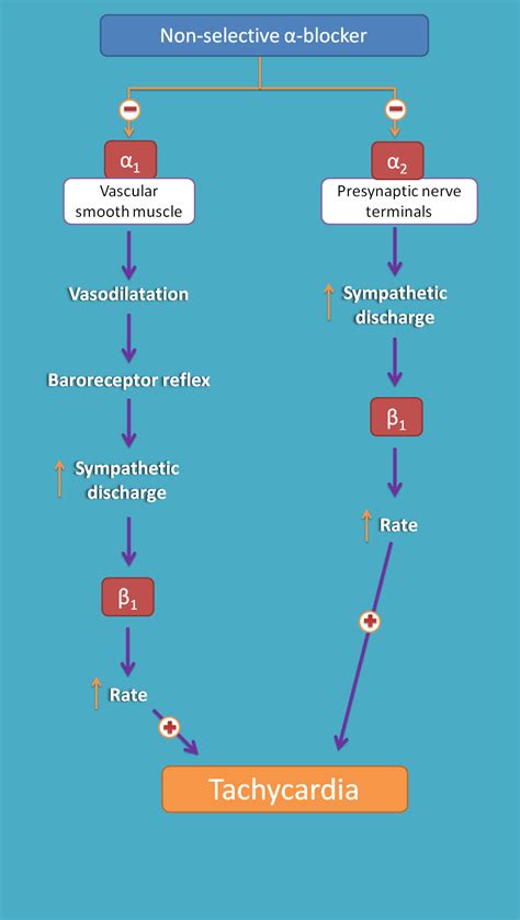 Side effects and uses of non-selective alpha blockers