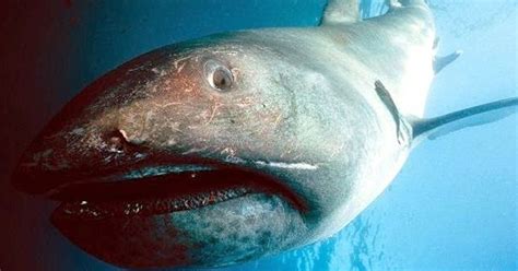 Meet The Megamouth Shark, A Giant Sea Doofus | by Mariam Sharia ...