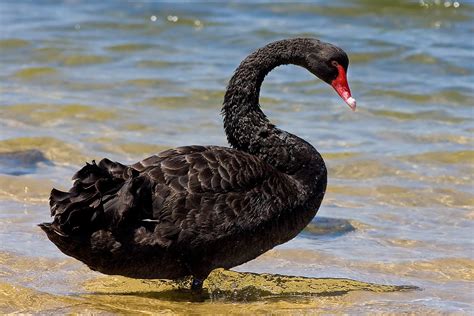 black swan - Wiktionary, the free dictionary