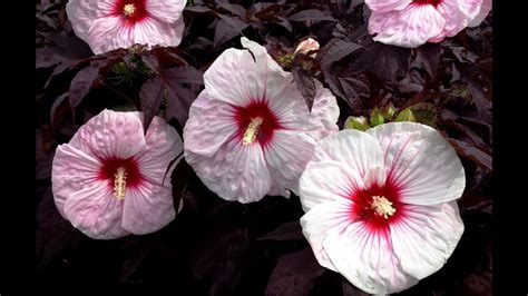 14 Different Types of Hibiscus (#2 Is My Favorite)