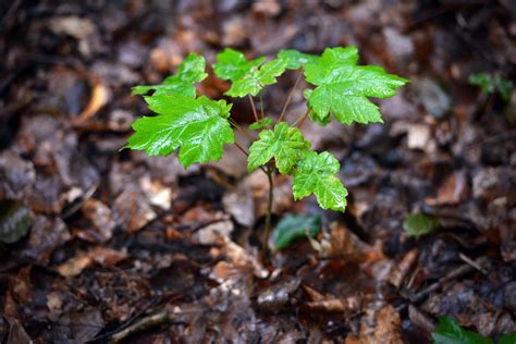 Controling Sycamore Seedlings/Saplings | Blog | ProGreen