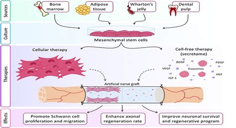 Improve nerve regeneration using therapies based on mesenchymal stem ...