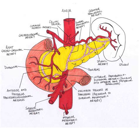 Anatomy Of Superior Mesenteric Artery | MedicineBTG.com