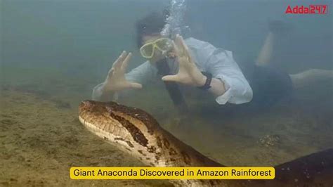 Giant Anaconda Discovered in Amazon Rainforest